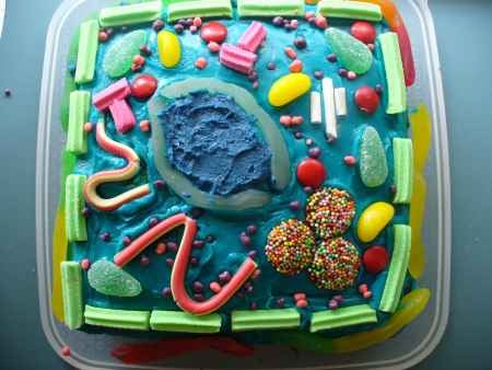 animal cell edible model. This is the animal cell model made by a group of students in year 11 Biology 