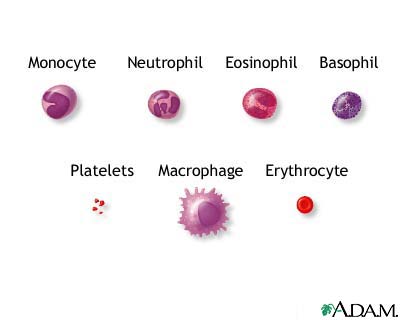 components of blood. Components of lood