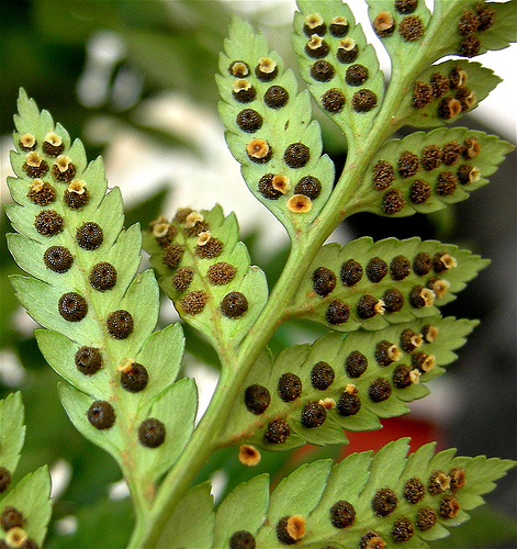 Sporophyte part od fern