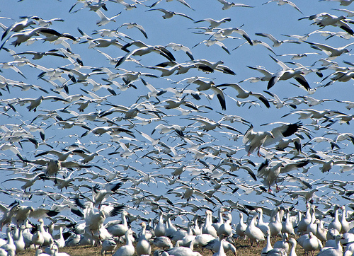 bird migration images