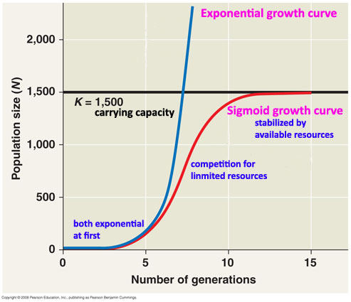 Bacterial Population Growth