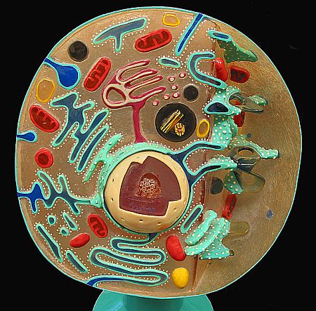 animal cell organelles diagram. Structure of the Animal cell