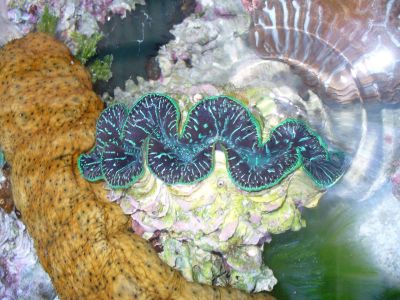 clam and sea cucumber