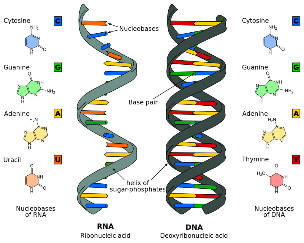 1280px-Difference_DNA_RNA-EN.svg