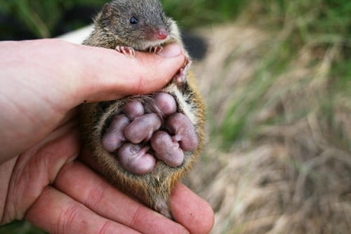 antechinus